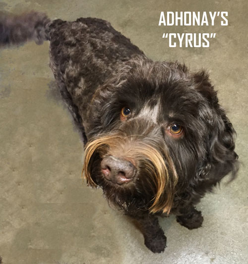Adhonay's Labradoodles Multigen Australian Labradoodles